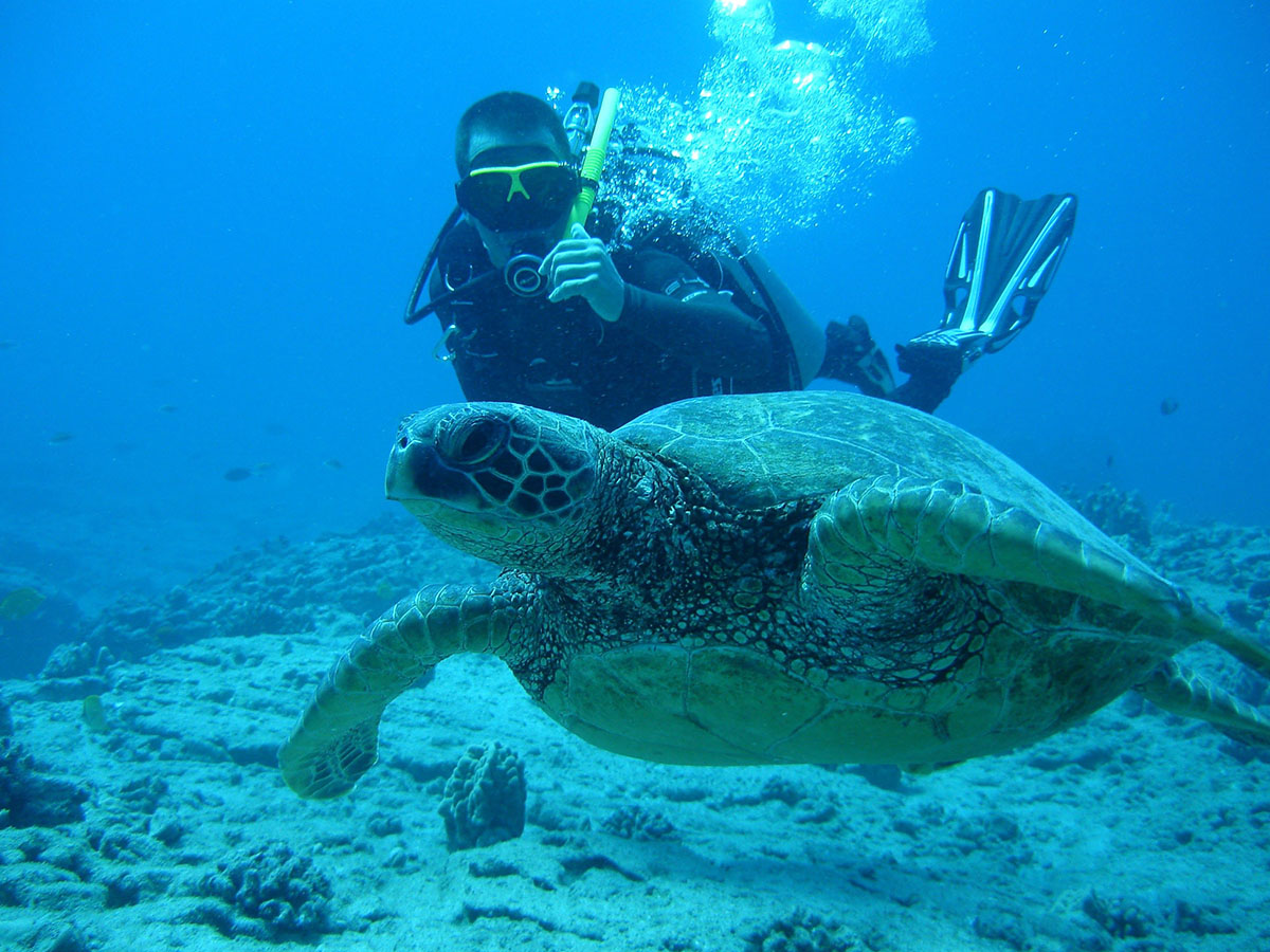 La tortue verte, Martinique